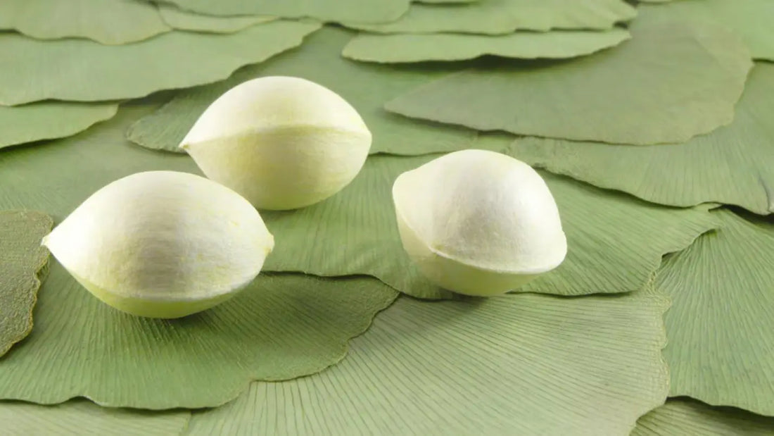 Ingredient Spotlight: Ginkgo Biloba Nut Extract