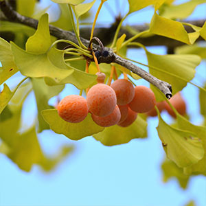 Ginkgo